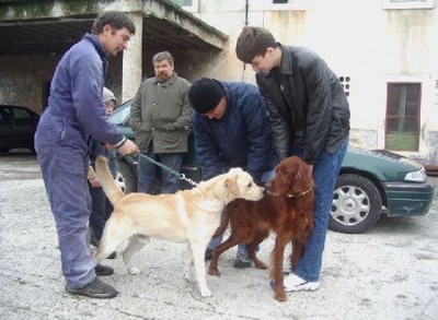 vakcinacija_pasa_velika