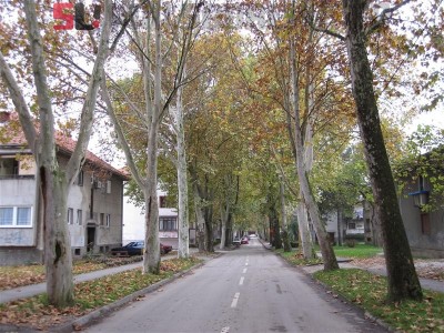 platani