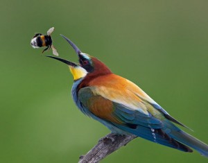 1295594984ptica_pcelarica