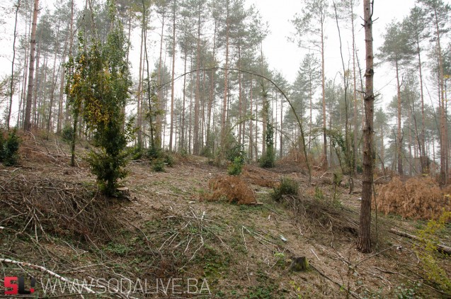 Nekontrolisana sječa i krađa šume - velike šanse za stvaranje klizišta / Foto: SodaLIVE.ba