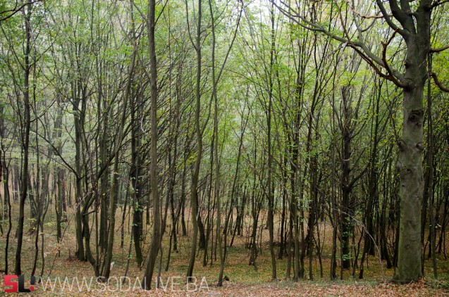 Nekontrolisana sječa i krađa šume - velike šanse za stvaranje klizišta / Foto: SodaLIVE.ba