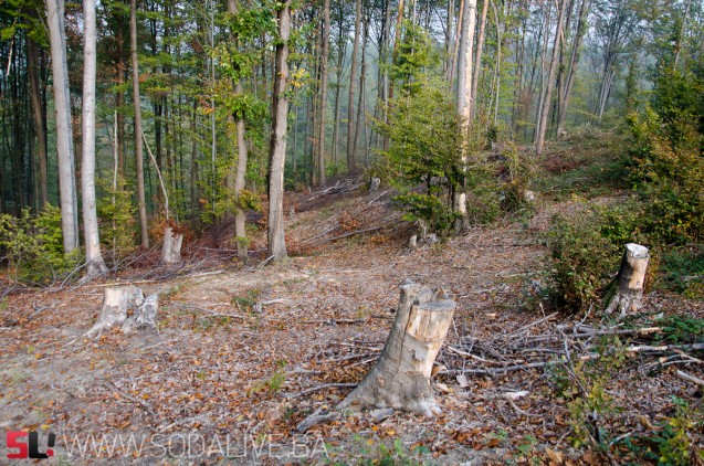 Nekontrolisana sječa i krađa šume - velike šanse za stvaranje klizišta / Foto: SodaLIVE.ba