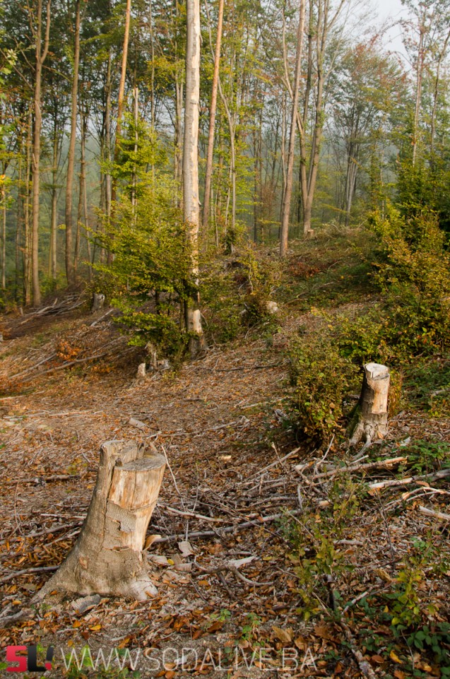 Nekontrolisana sječa i krađa šume - velike šanse za stvaranje klizišta / Foto: SodaLIVE.ba