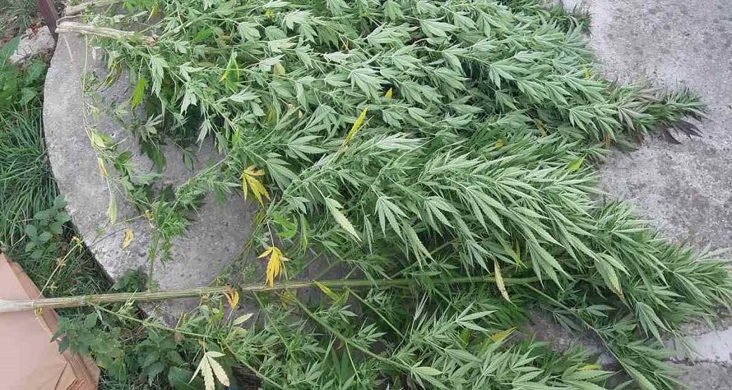 pronađena plantaža marihuane, uhapšene dvije osobe